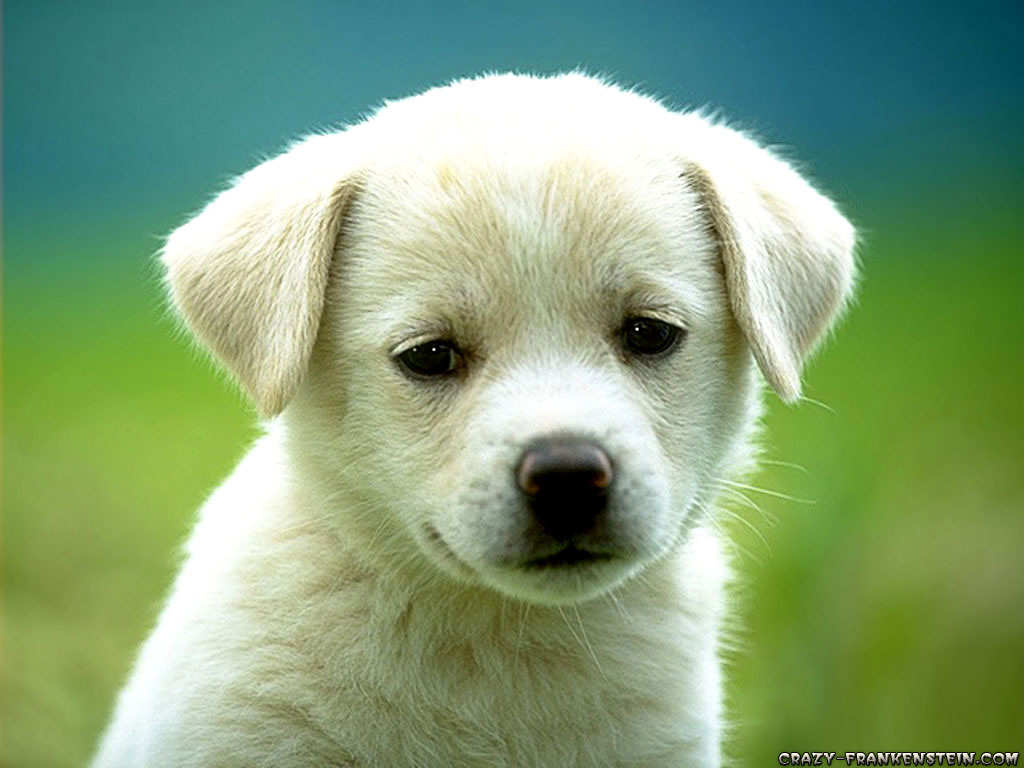 Dog wallpaper 2.jpg